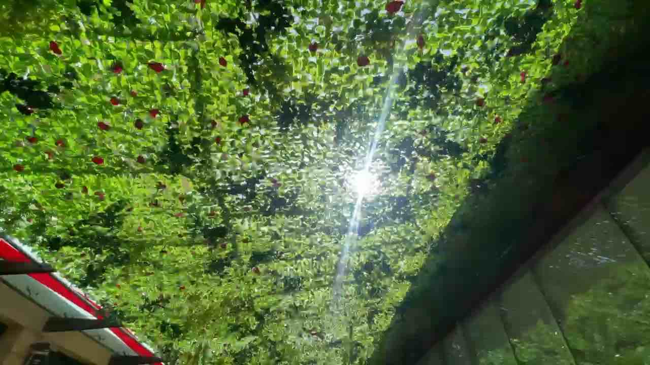 Installation scénographique de feuillage suspendu, filtrant la lumière naturelle, créant une atmosphère immersive et végétale, idéale pour la décoration de vitrine ou l’aménagement d’espaces commerciaux.