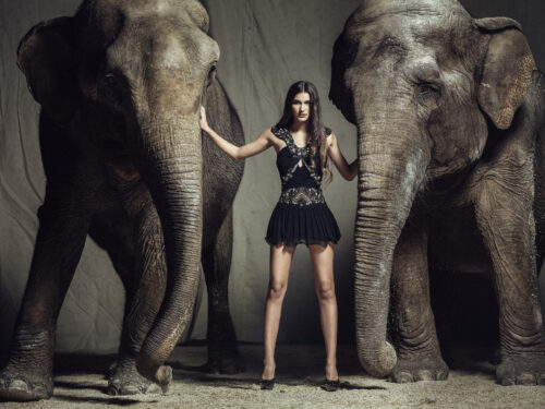 Mannequin portant une robe noire élégante, posant avec assurance entre deux éléphants, ambiance éditoriale haute couture et contraste entre mode et nature sauvage.