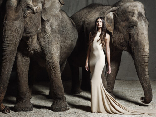 Mannequin portant une robe longue élégante couleur ivoire, posant avec assurance entre deux éléphants majestueux, créant un contraste saisissant et sophistiqué, ambiance éditoriale haute couture.